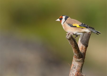 simsearch:400-04824981,k - Goldfinch perched on a branch in the wild Photographie de stock - Aubaine LD & Abonnement, Code: 400-04384570