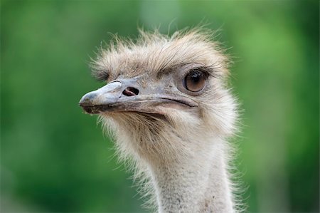 simsearch:400-04916917,k - Photo of ostrich on the zoo in summer Fotografie stock - Microstock e Abbonamento, Codice: 400-04384603