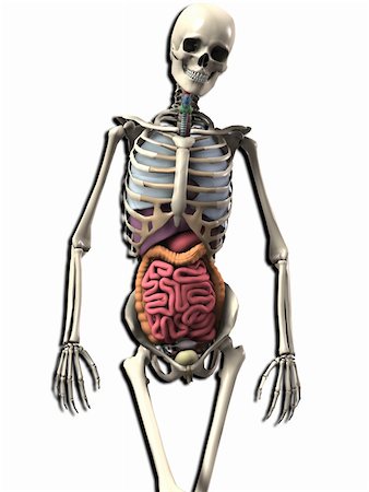 simsearch:400-04260749,k - A skeleton with internal organs including guts. Stockbilder - Microstock & Abonnement, Bildnummer: 400-04384694