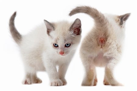 two white kitten in front of white background Stock Photo - Budget Royalty-Free & Subscription, Code: 400-04384806