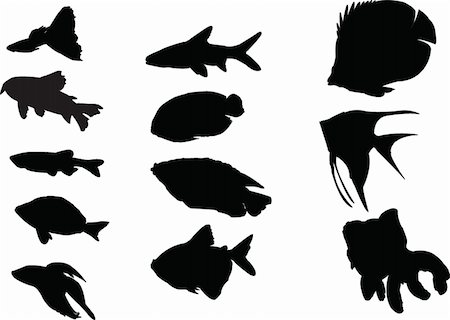 aquarium fishes collection - vector Stock Photo - Budget Royalty-Free & Subscription, Code: 400-04384936