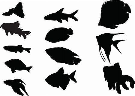 simsearch:400-05128355,k - aquarium fishes collection - vector Stock Photo - Budget Royalty-Free & Subscription, Code: 400-04384936