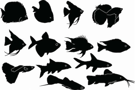 poisson-ange - aquarium fishes collection - vector Photographie de stock - Aubaine LD & Abonnement, Code: 400-04384938