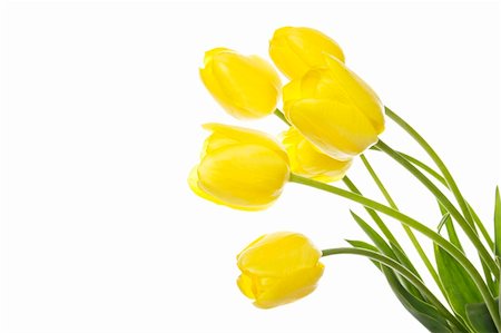 sunny_baby (artist) - Many beautiful yellow tulip in a bouquet is displayed in white Foto de stock - Royalty-Free Super Valor e Assinatura, Número: 400-04384939