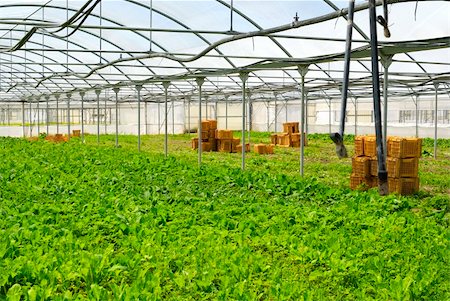 paolikphoto (artist) - Agricultural production in greenhouses. Stock Photo - Budget Royalty-Free & Subscription, Code: 400-04384931