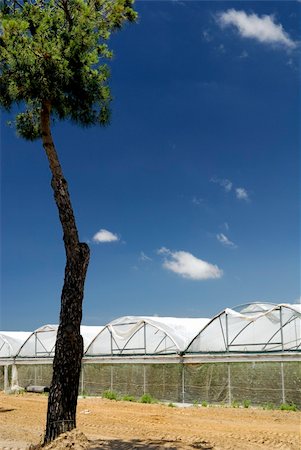 paolikphoto (artist) - Agricultural production in greenhouses. Stock Photo - Budget Royalty-Free & Subscription, Code: 400-04384932