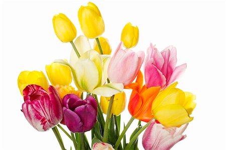 simsearch:400-07298791,k - Many beautiful colored tulip in a bouquet. Isolated on white background Stockbilder - Microstock & Abonnement, Bildnummer: 400-04384940