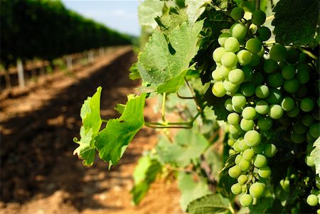 paolikphoto (artist) - Vineyard and grape Stock Photo - Budget Royalty-Free & Subscription, Code: 400-04384950