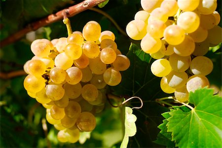 paolikphoto (artist) - Vineyard and grapes Stock Photo - Budget Royalty-Free & Subscription, Code: 400-04384953