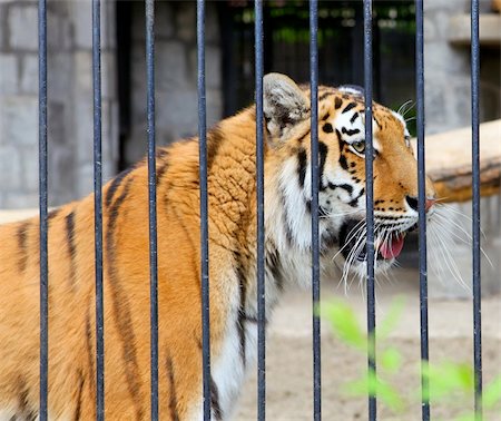 siberian wild animals - Tiger Stock Photo - Budget Royalty-Free & Subscription, Code: 400-04384989