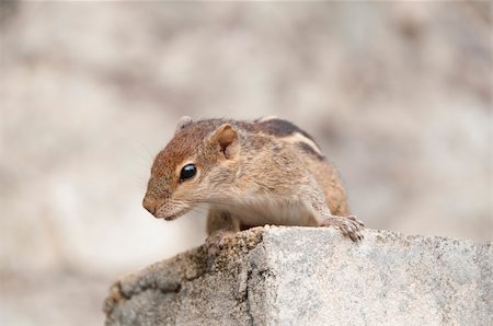 simsearch:400-05380571,k - a curious chipmunk on stone steps. Selective focus eyes, shallow depth of fields Stock Photo - Budget Royalty-Free & Subscription, Code: 400-04385163