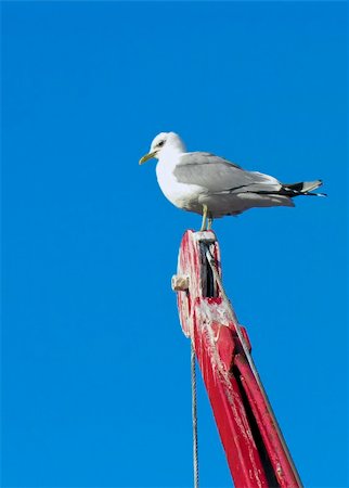 Nordic saagull on a crane in blue sky Stock Photo - Budget Royalty-Free & Subscription, Code: 400-04385208