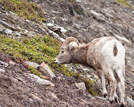 simsearch:400-04262308,k - Bighorn sheep ram in Banff national park in Canada Stock Photo - Budget Royalty-Free & Subscription, Code: 400-04385249