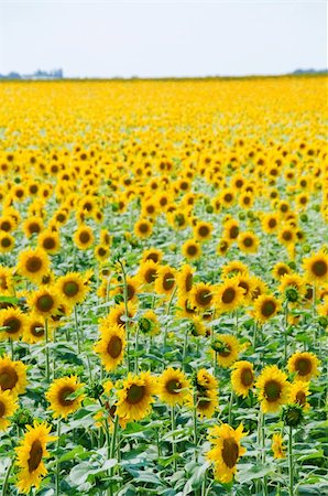 sunflower field rows - Sunflowers field with huge number of flowers with clear sky above Stock Photo - Budget Royalty-Free & Subscription, Code: 400-04385327