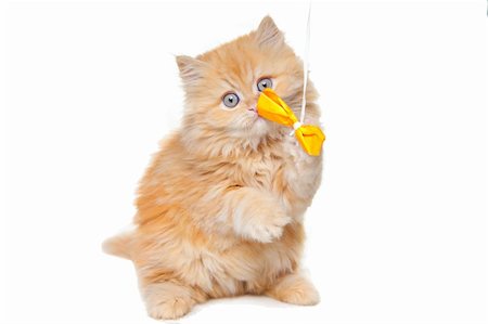 simsearch:400-06949789,k - Lovely small red persian kitten playing with yellow bow sitting on white background Photographie de stock - Aubaine LD & Abonnement, Code: 400-04385682