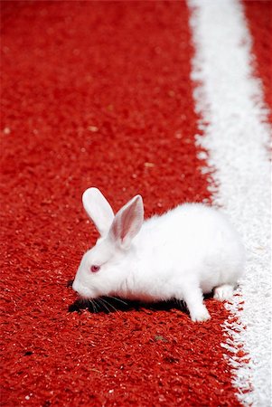 rabbit run - White rabbit ready to run Stock Photo - Budget Royalty-Free & Subscription, Code: 400-04385800