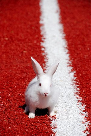 rabbit run - White rabbit ready to run Stock Photo - Budget Royalty-Free & Subscription, Code: 400-04385803