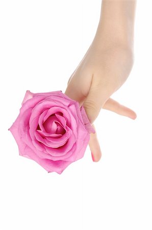 rosy - female hand with pink rose isolated on white Stock Photo - Budget Royalty-Free & Subscription, Code: 400-04385839
