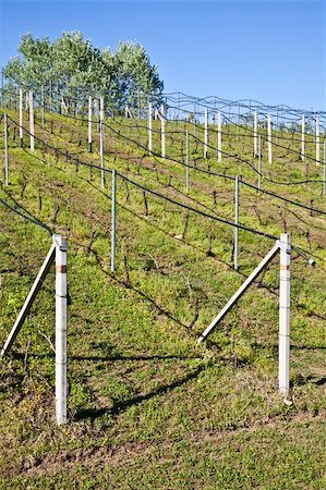 simsearch:695-03381489,k - Vineyard with a drip irrigation system running along the top of the vines Stock Photo - Budget Royalty-Free & Subscription, Code: 400-04385884