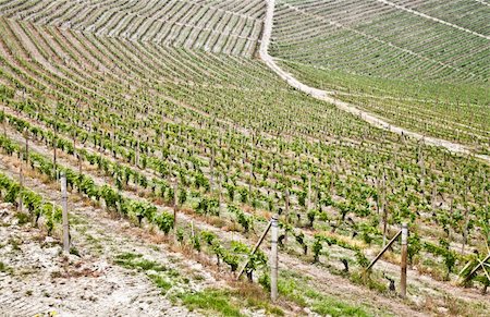 simsearch:862-03437136,k - Barbera vineyard during spring season, Monferrato area, Piedmont region, Italy Photographie de stock - Aubaine LD & Abonnement, Code: 400-04385888