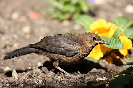 Portrait of a Blackbird Fotografie stock - Microstock e Abbonamento, Codice: 400-04385975