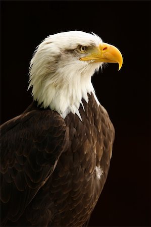 simsearch:400-06330778,k - Portrait of a Bald Eagle Stockbilder - Microstock & Abonnement, Bildnummer: 400-04385978