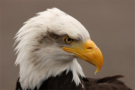 simsearch:400-06421178,k - Portrait of a Bald Eagle Foto de stock - Royalty-Free Super Valor e Assinatura, Número: 400-04385996