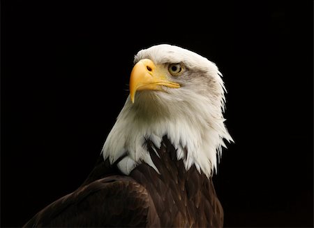 simsearch:400-06421178,k - Portrait of a Bald Eagle Foto de stock - Royalty-Free Super Valor e Assinatura, Número: 400-04385993