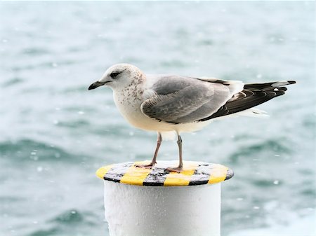 simsearch:400-04982902,k - Debout de mouette sur un poste à bord de l'eau. Photographie de stock - Aubaine LD & Abonnement, Code: 400-04386765