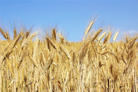 Wheat  spikes at portuguese field. Stock Photo - Budget Royalty-Free & Subscription, Code: 400-04386916