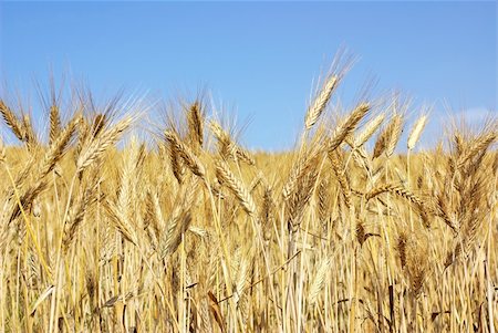 Wheat  spikes at portuguese field. Photographie de stock - Aubaine LD & Abonnement, Code: 400-04386916