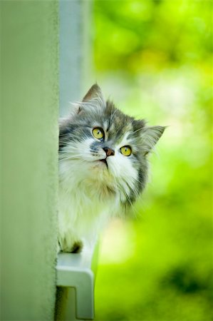 Norwegian Forest Cat lying on the window sill. Stock Photo - Budget Royalty-Free & Subscription, Code: 400-04386946