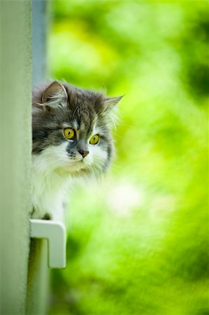 Norwegian Forest Cat lying on the window sill. Stock Photo - Budget Royalty-Free & Subscription, Code: 400-04386947