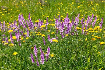 simsearch:400-05705548,k - A rapid flowering of different wildflowers in a meadow Fotografie stock - Microstock e Abbonamento, Codice: 400-04387252