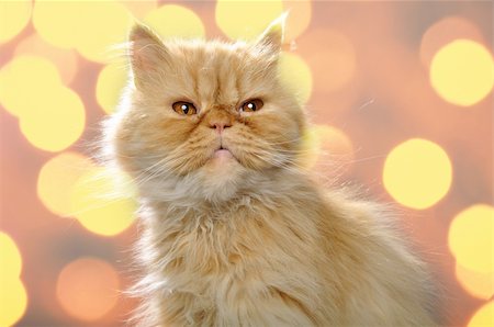 close-up portrait of a red Persian breed cat Photographie de stock - Aubaine LD & Abonnement, Code: 400-04387732