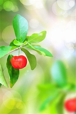 simsearch:400-06101333,k - red ripe cherries on tree branch in the garden Stock Photo - Budget Royalty-Free & Subscription, Code: 400-04387772