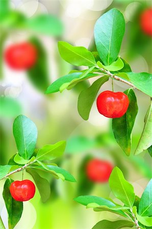 simsearch:400-06101333,k - red ripe cherries on tree branch in the garden Stock Photo - Budget Royalty-Free & Subscription, Code: 400-04387773
