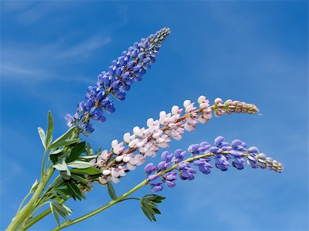 Flowering lupine inflorescence on the background of blue sky Foto de stock - Super Valor sin royalties y Suscripción, Código: 400-04387934