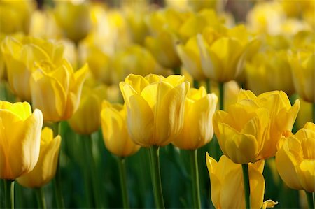 simsearch:400-08400581,k - Yellow tulips background Photographie de stock - Aubaine LD & Abonnement, Code: 400-04388730