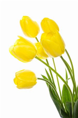 sunny_baby (artist) - Many beautiful yellow tulip in a bouquet is displayed in white Foto de stock - Royalty-Free Super Valor e Assinatura, Número: 400-04389624