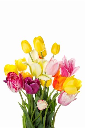 simsearch:400-07298791,k - Many beautiful colored tulip in a bouquet. Isolated on white background Stockbilder - Microstock & Abonnement, Bildnummer: 400-04389625