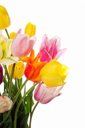 flowers and nobody - Many beautiful colored tulip with water drops in a bouquet. Isolated on white background Foto de stock - Super Valor sin royalties y Suscripción, Código: 400-04389626