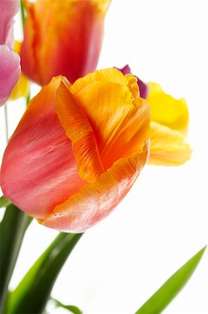 simsearch:400-07298791,k - Many beautiful colored tulip in a bouquet is displayed in white Stockbilder - Microstock & Abonnement, Bildnummer: 400-04389623
