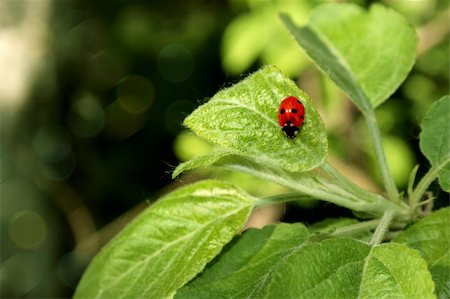 simsearch:400-07984864,k - ladybug on the foliage of the tree Stockbilder - Microstock & Abonnement, Bildnummer: 400-04389722