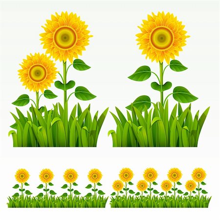 Grass green border with sunflowers.(can be repeated and scaled in any size) Stock Photo - Budget Royalty-Free & Subscription, Code: 400-04389988