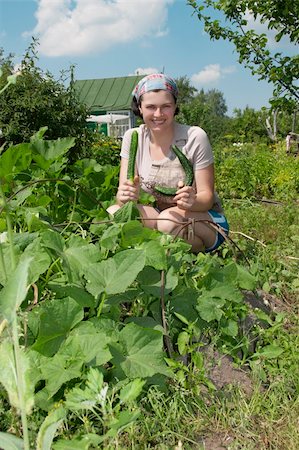 Smiling gardener in vegetable garden. Woman is working hard. Smiling gardener is showing her vegetable cucumbers. Stock Photo - Budget Royalty-Free & Subscription, Code: 400-04380045