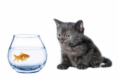 young black watching in aquarium fish cat Stock Photo - Budget Royalty-Free & Subscription, Code: 400-04380066