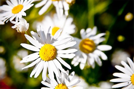 white and yellow daisy Stock Photo - Budget Royalty-Free & Subscription, Code: 400-04380132