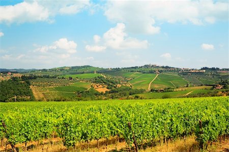 Hill Of Tuscany With Vineyard In The Chianti Region Photographie de stock - Aubaine LD & Abonnement, Code: 400-04380155