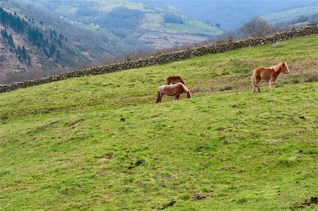 simsearch:400-05904000,k - Horses Grazing on Alpine Meadows on the Slopes of The Pyrenees Foto de stock - Super Valor sin royalties y Suscripción, Código: 400-04380169